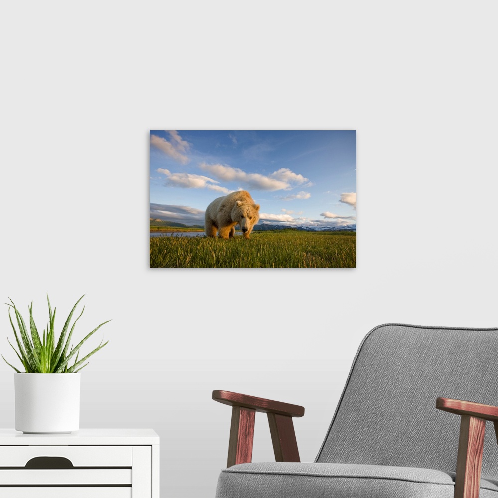 A modern room featuring Grizzly Bear Eating Sedge Grass In Meadow At Hallo Bay