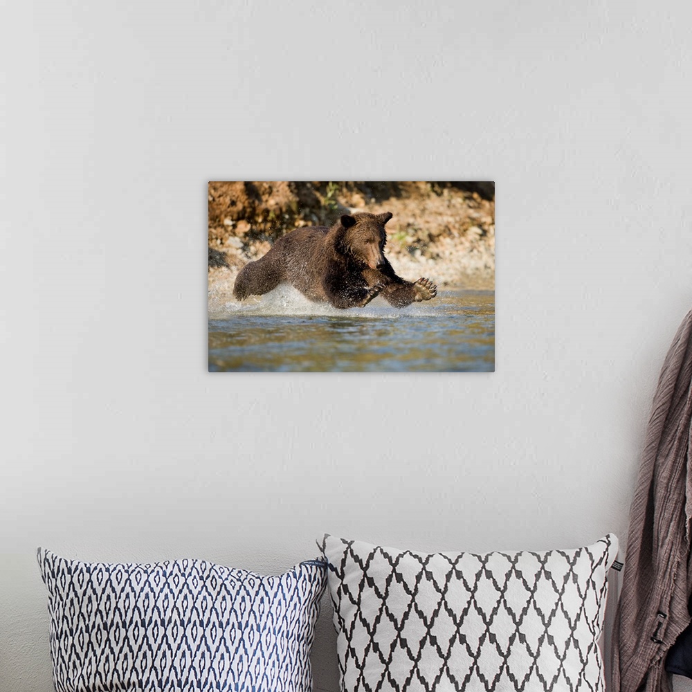 A bohemian room featuring Grizzly Bear Hunting Spawning Salmon In River At Kinak Bay
