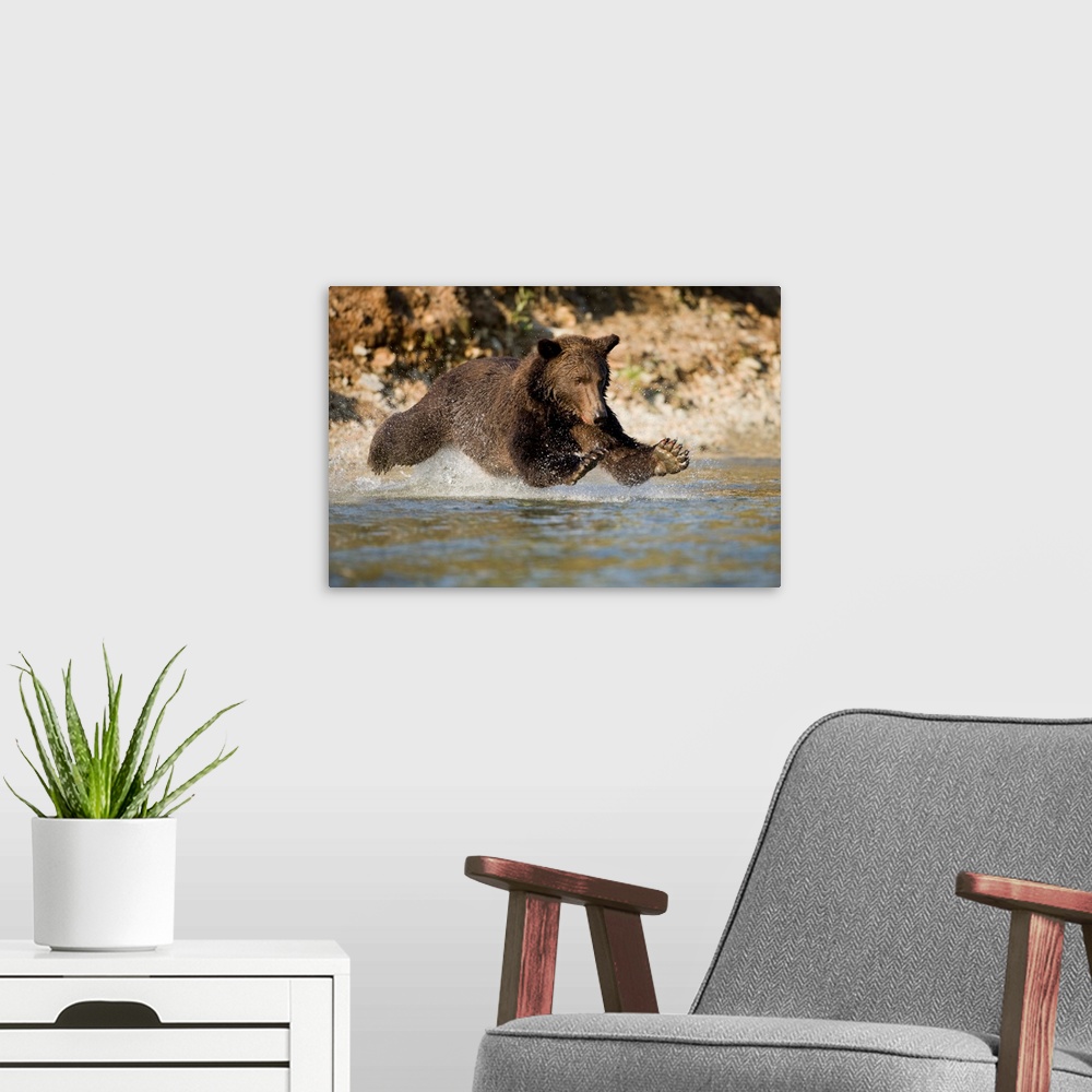 A modern room featuring Grizzly Bear Hunting Spawning Salmon In River At Kinak Bay
