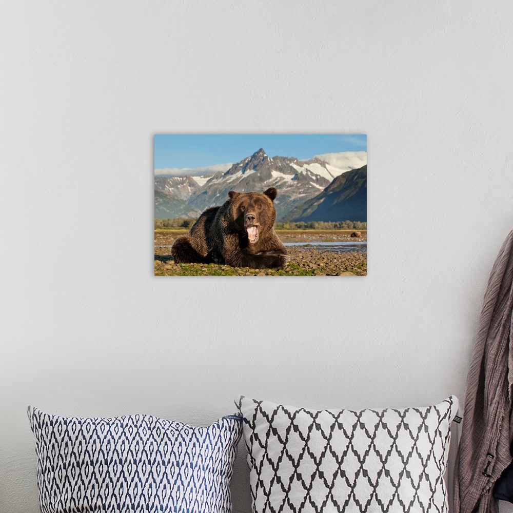 A bohemian room featuring USA, Alaska, Katmai National Park, Grizzly Bear (Ursus arctos) yawns while resting on tidal flats...
