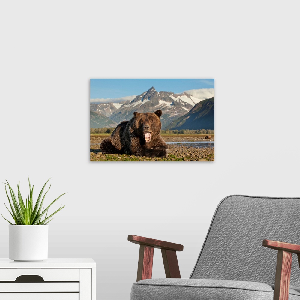 A modern room featuring USA, Alaska, Katmai National Park, Grizzly Bear (Ursus arctos) yawns while resting on tidal flats...