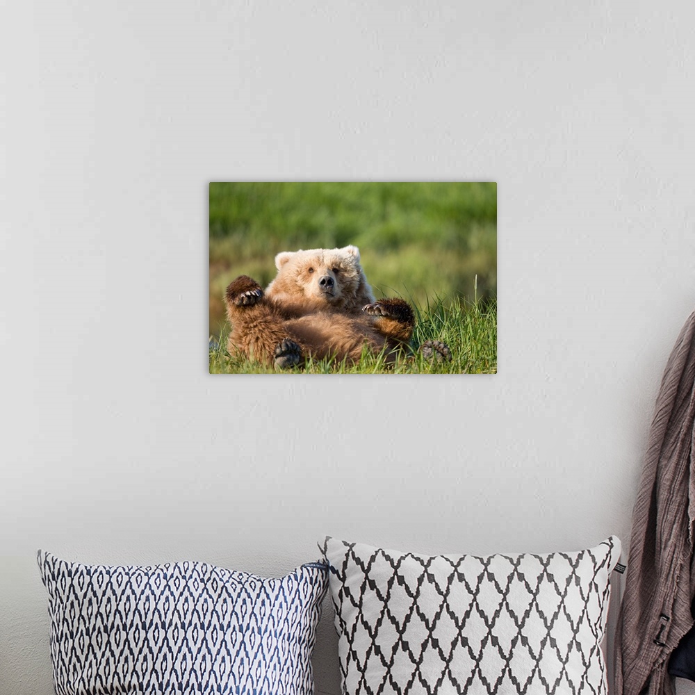 A bohemian room featuring Grizzly Bear Resting On Back In Meadow At Hallo Bay