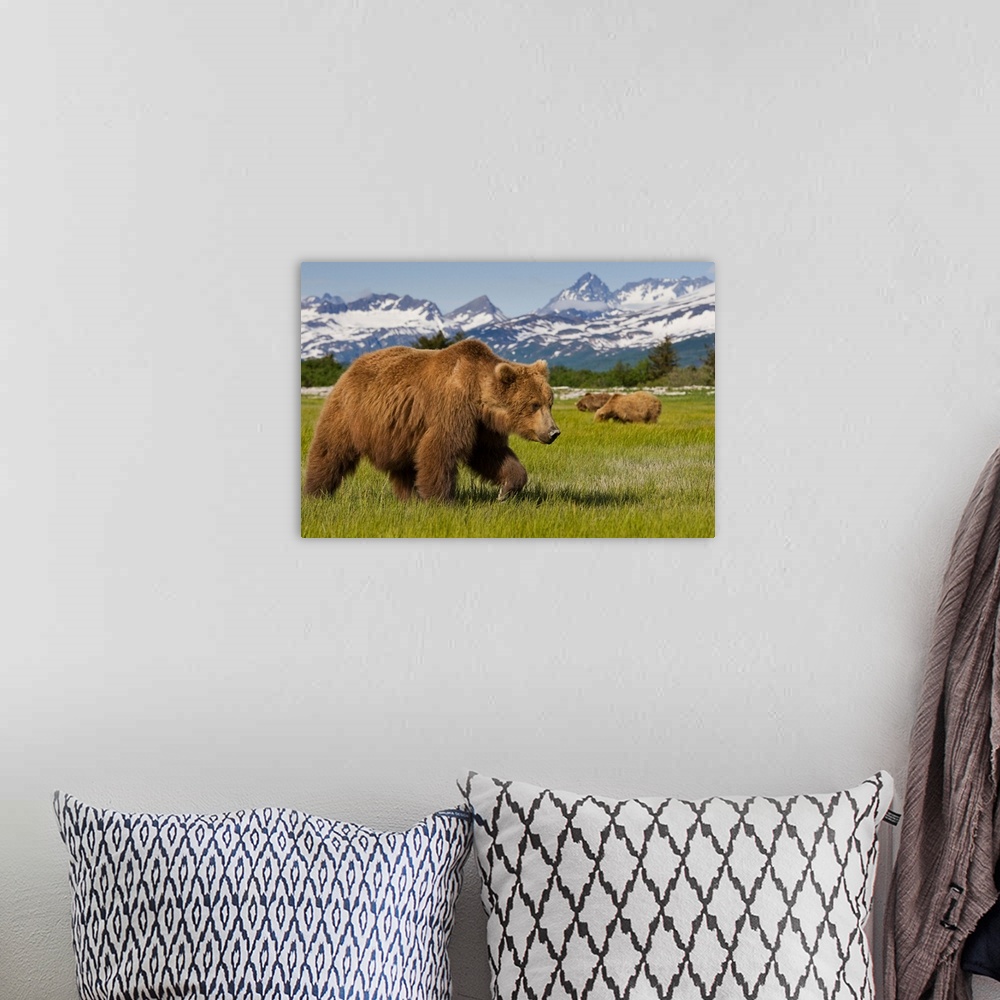 A bohemian room featuring Grizzly Bears At Hallo Bay In Katmai National Park