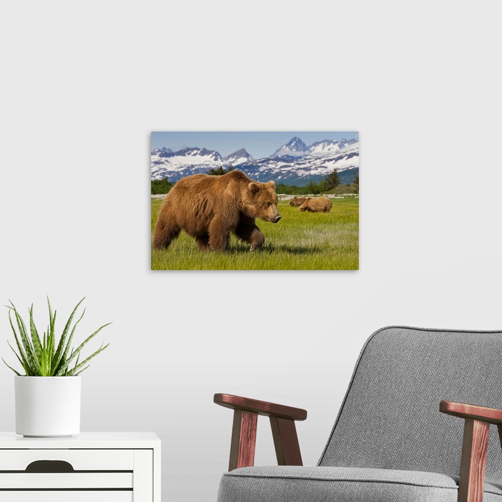A modern room featuring Grizzly Bears At Hallo Bay In Katmai National Park