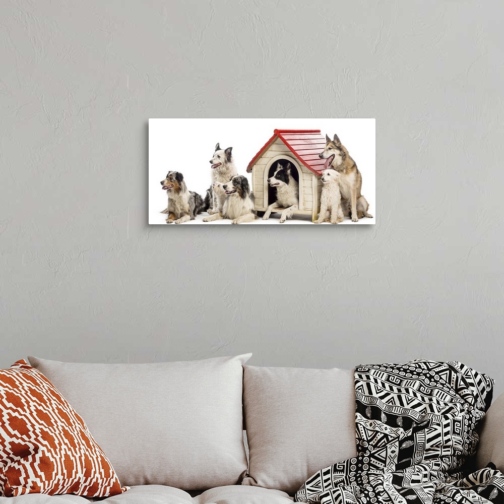 A bohemian room featuring Group of dogs sitting and lying in and around a kennel and looking left