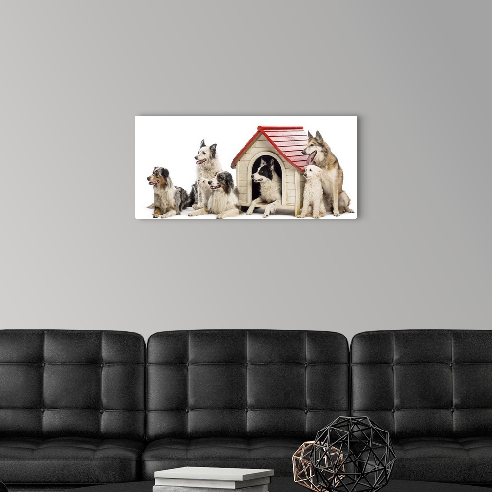 A modern room featuring Group of dogs sitting and lying in and around a kennel and looking left