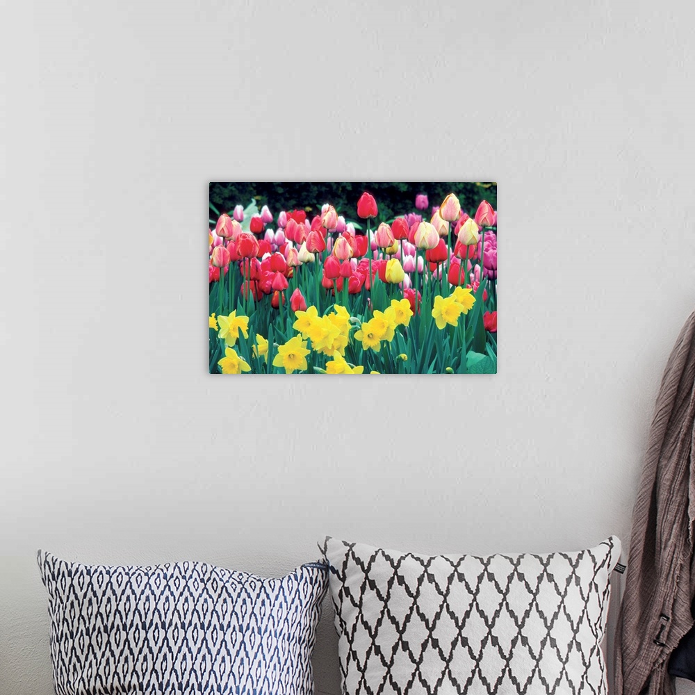 A bohemian room featuring Group of Tulips and Daffodils in a field, Netherlands