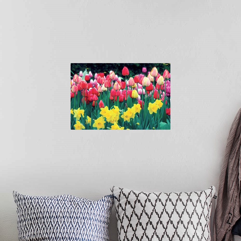 A bohemian room featuring Group of Tulips and Daffodils in a field, Netherlands