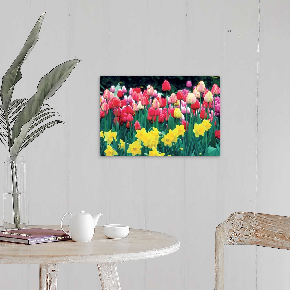 A farmhouse room featuring Group of Tulips and Daffodils in a field, Netherlands