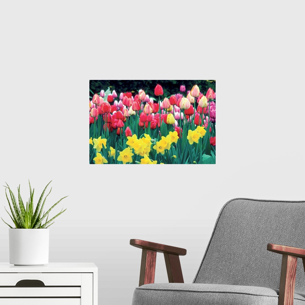 A modern room featuring Group of Tulips and Daffodils in a field, Netherlands