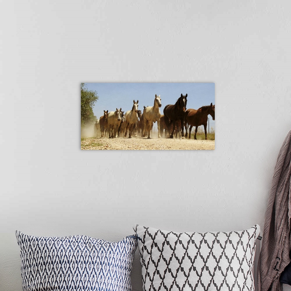 A bohemian room featuring Group of wild horses.