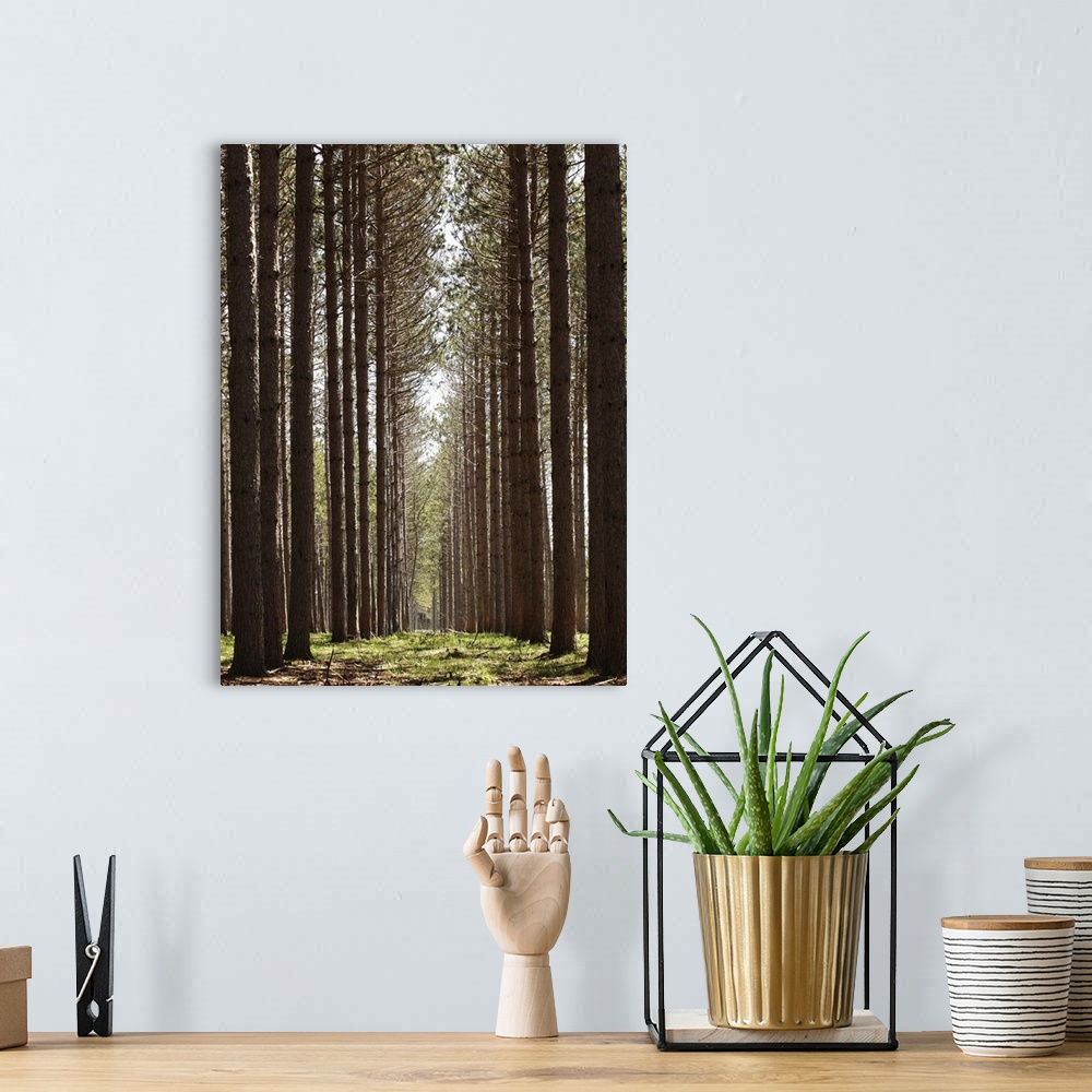 A bohemian room featuring Grove of tall pine trees