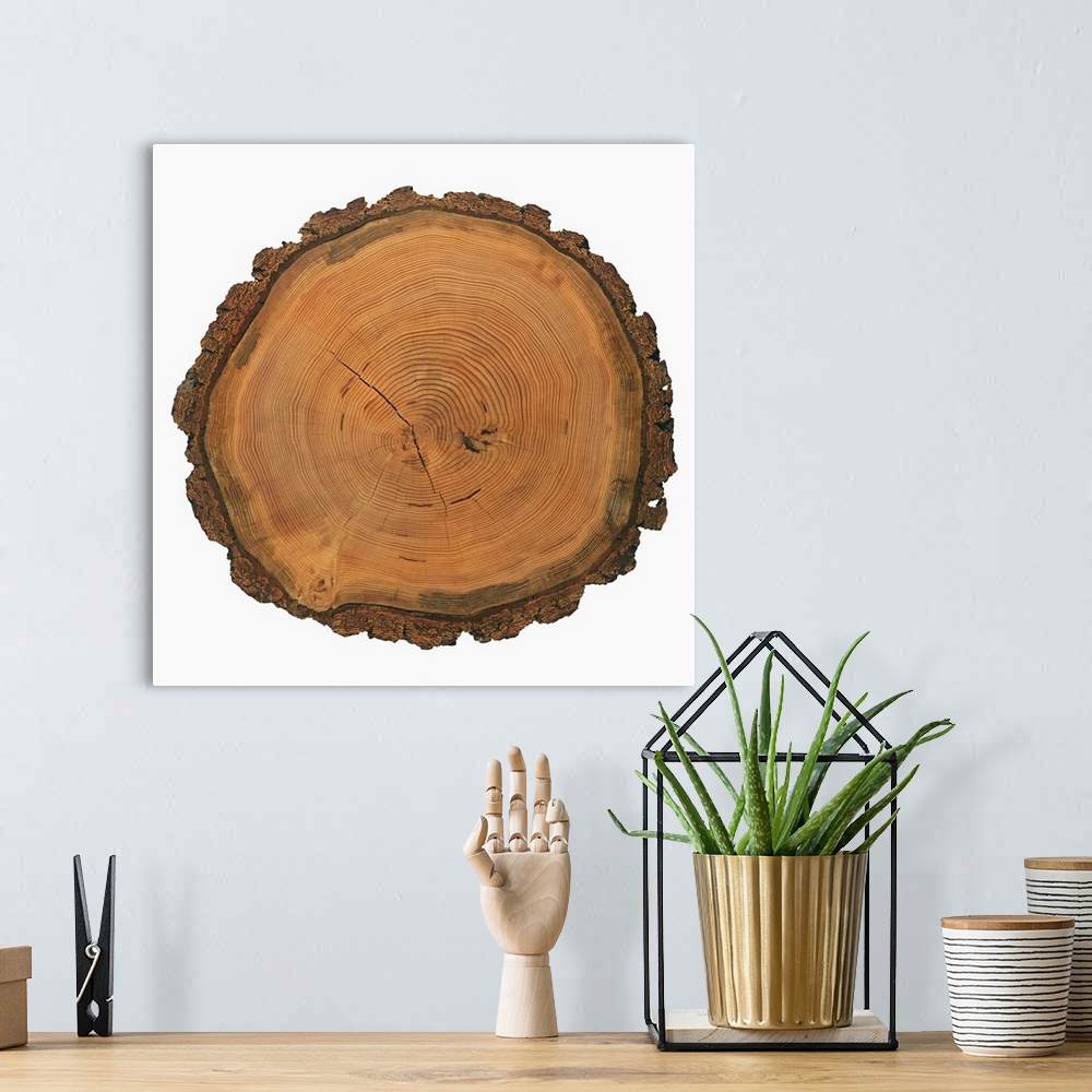 A bohemian room featuring Growth rings of a tree