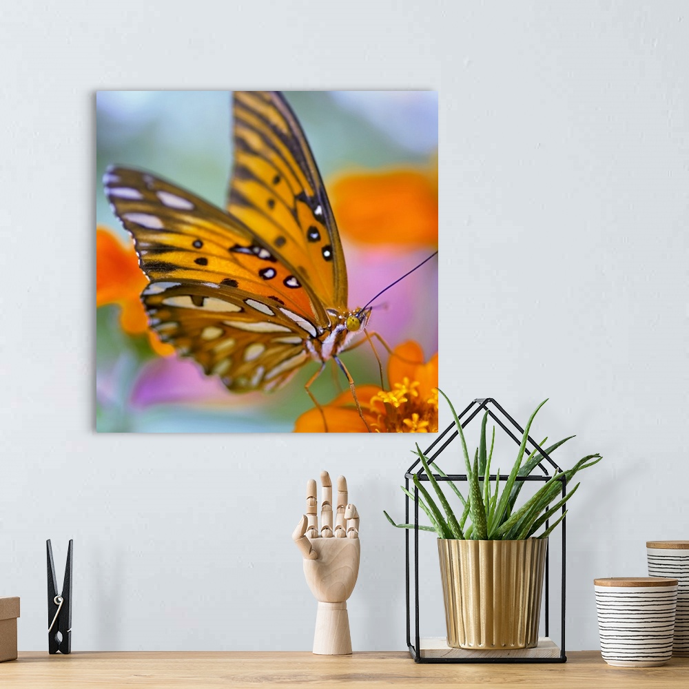 A bohemian room featuring Gulf Fliterary Butterfly on orange flower.