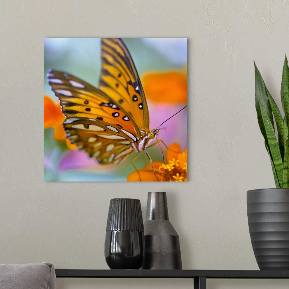 A modern room featuring Gulf Fliterary Butterfly on orange flower.