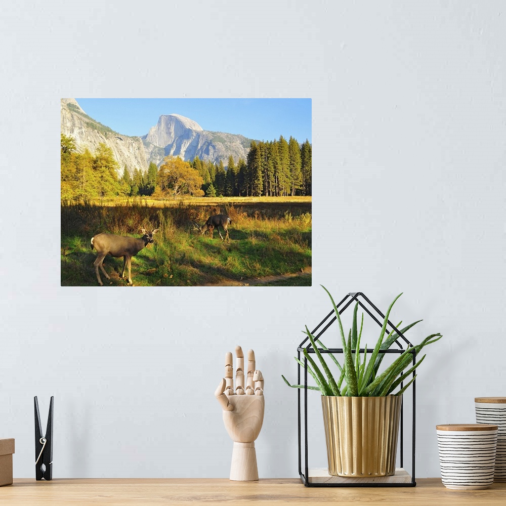 A bohemian room featuring Landscape photograph on a large canvas of two deer grazing in a clearing at Yosemite National Par...