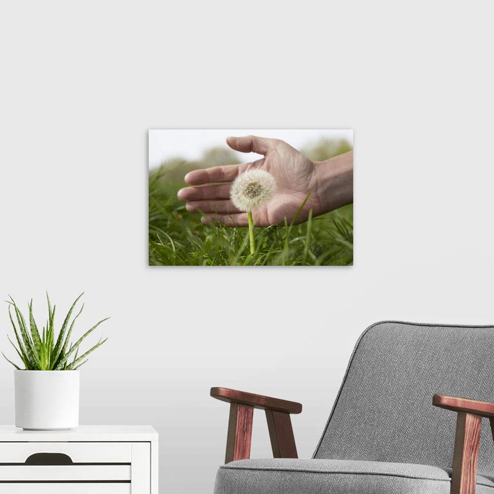 A modern room featuring Hand protecting dandelion