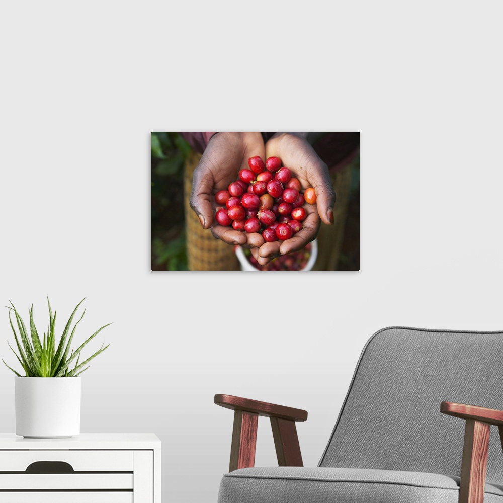 A modern room featuring Woman's hands holding ripe Arabica coffee beans picked at Socfinaf's Oakland Estates coffee plant...