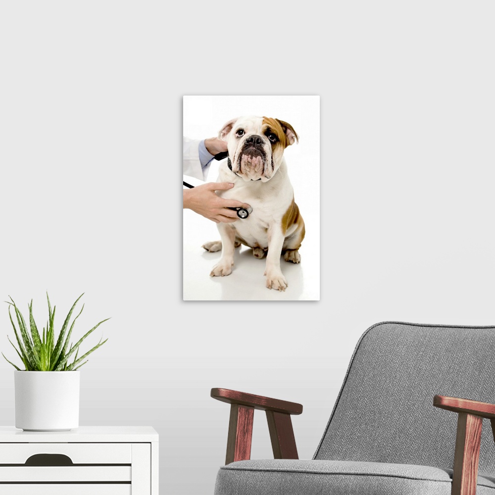 A modern room featuring Hands with stethoscope and bulldog