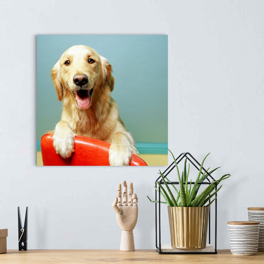 A bohemian room featuring Happy Golden Retriever on a red chair