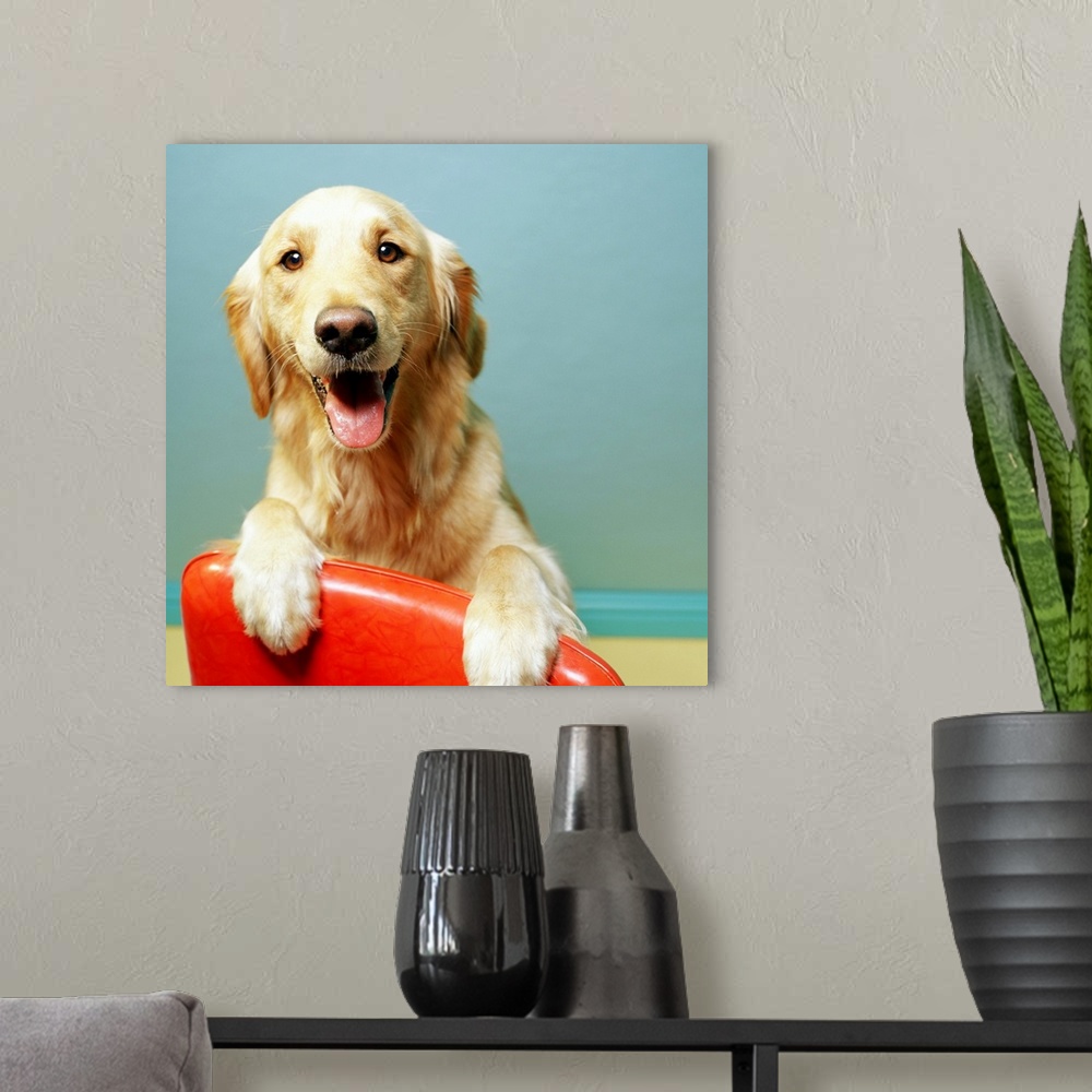 A modern room featuring Happy Golden Retriever on a red chair