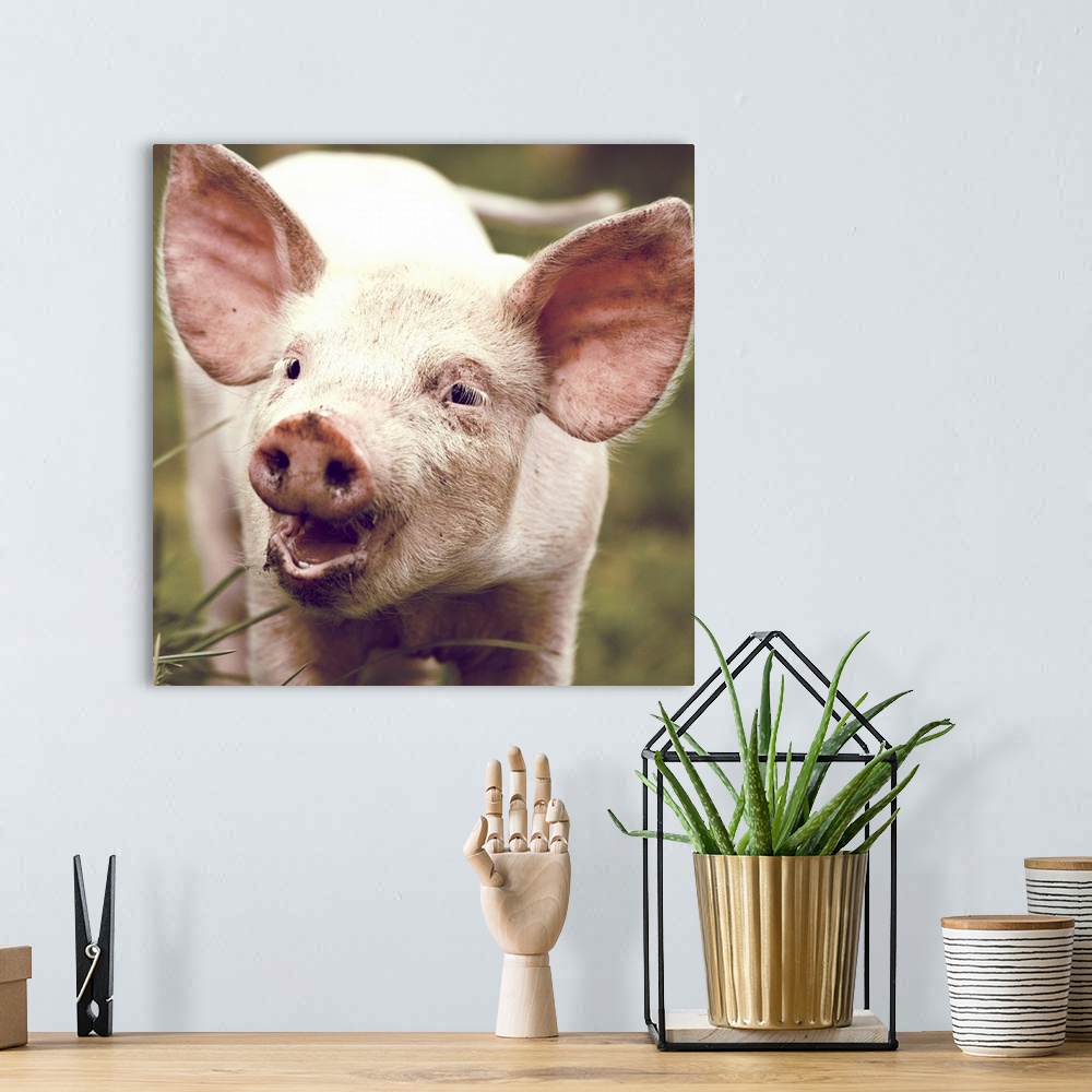 A bohemian room featuring Happy little piglet.
