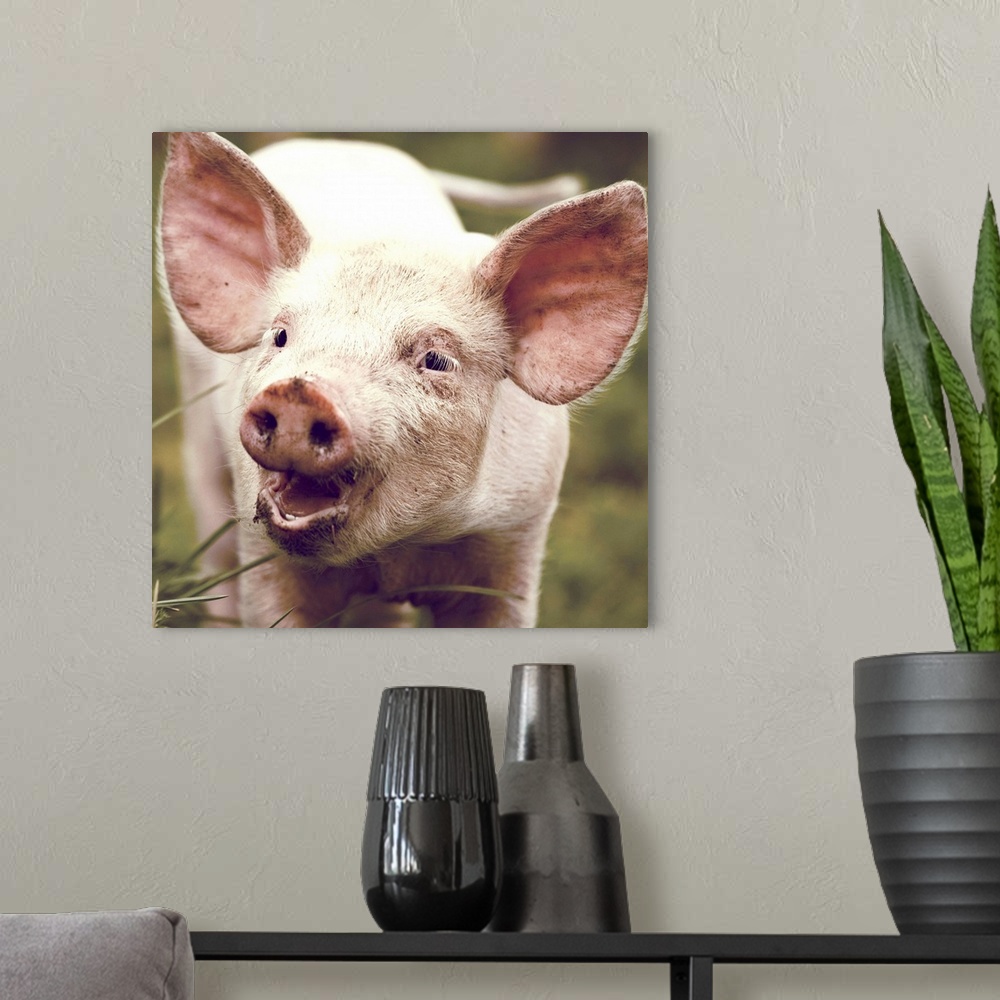 A modern room featuring Happy little piglet.
