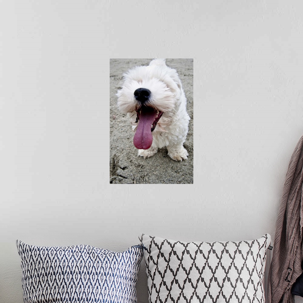 A bohemian room featuring Happy Puppy white dog, malteese, maltipoo.