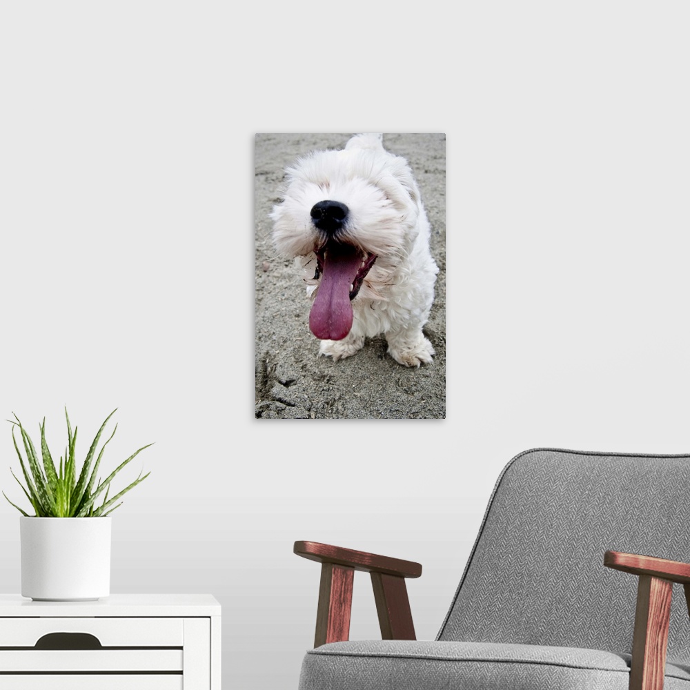 A modern room featuring Happy Puppy white dog, malteese, maltipoo.