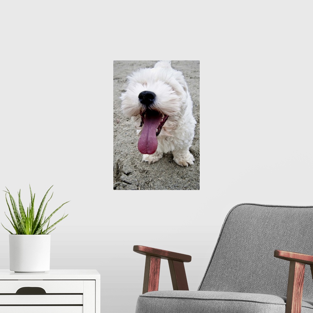A modern room featuring Happy Puppy white dog, malteese, maltipoo.