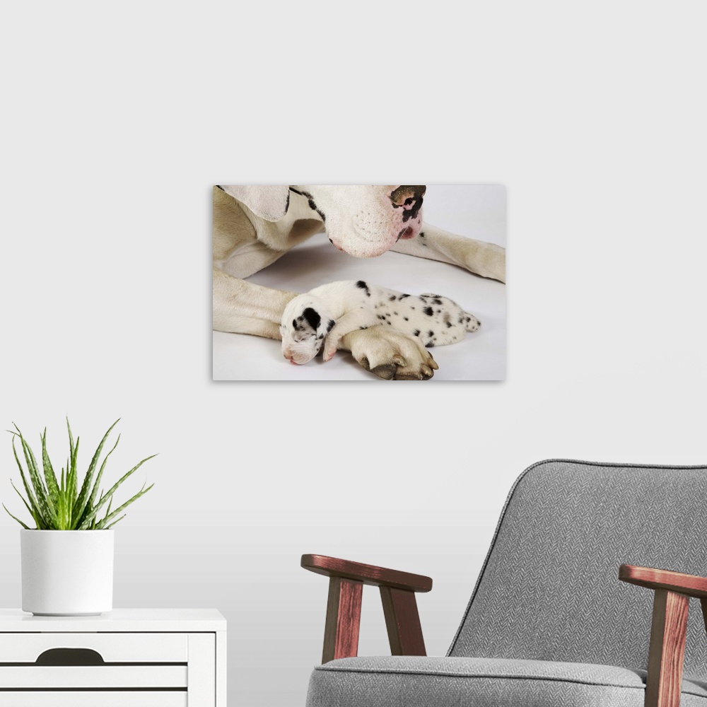 A modern room featuring Harlequin Great Dane puppy sleeping on mother's paw, studio shot