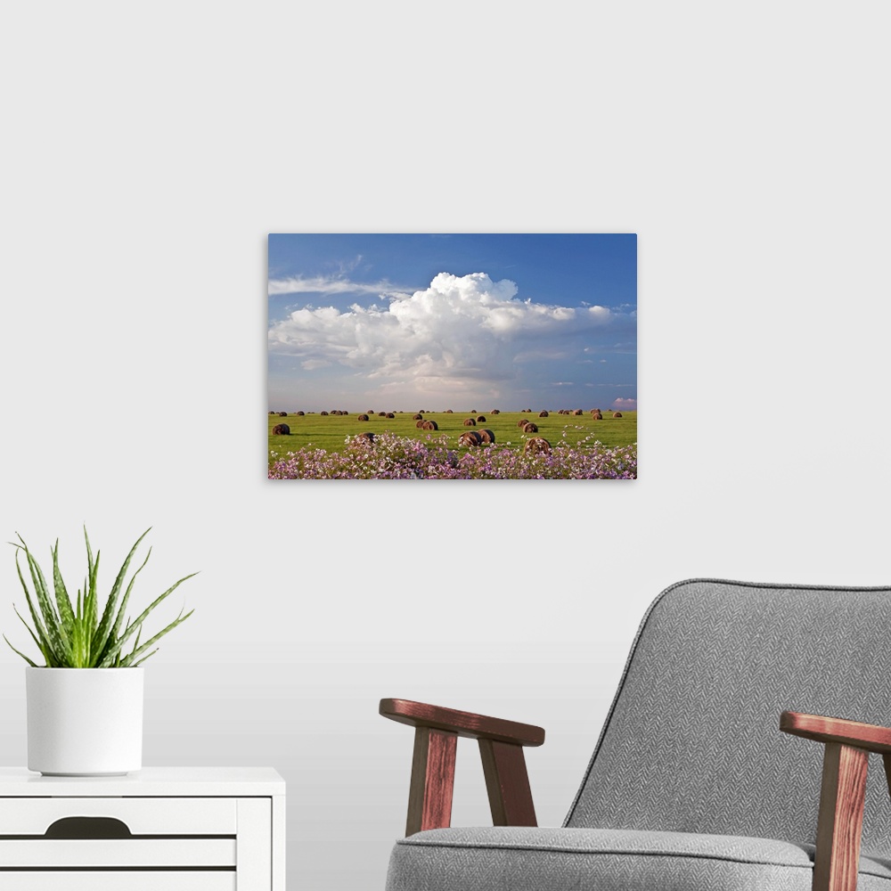 A modern room featuring Harvest fields with cosmos flowers in foreground, South Africa