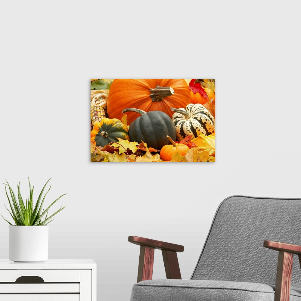 A modern room featuring Harvest still life with pumpkins and squash