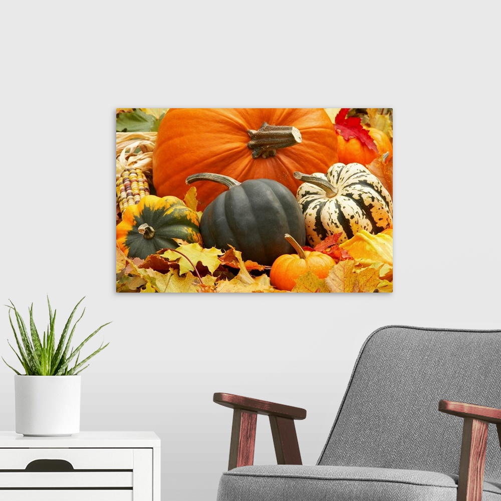 A modern room featuring Harvest still life with pumpkins and squash