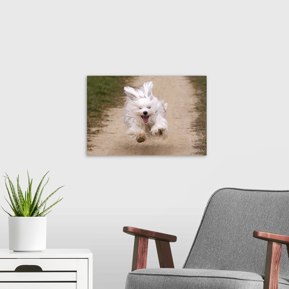 A modern room featuring Havanese with fun to run and flying!Male dog of one year running so fast that he can fly. All fee...