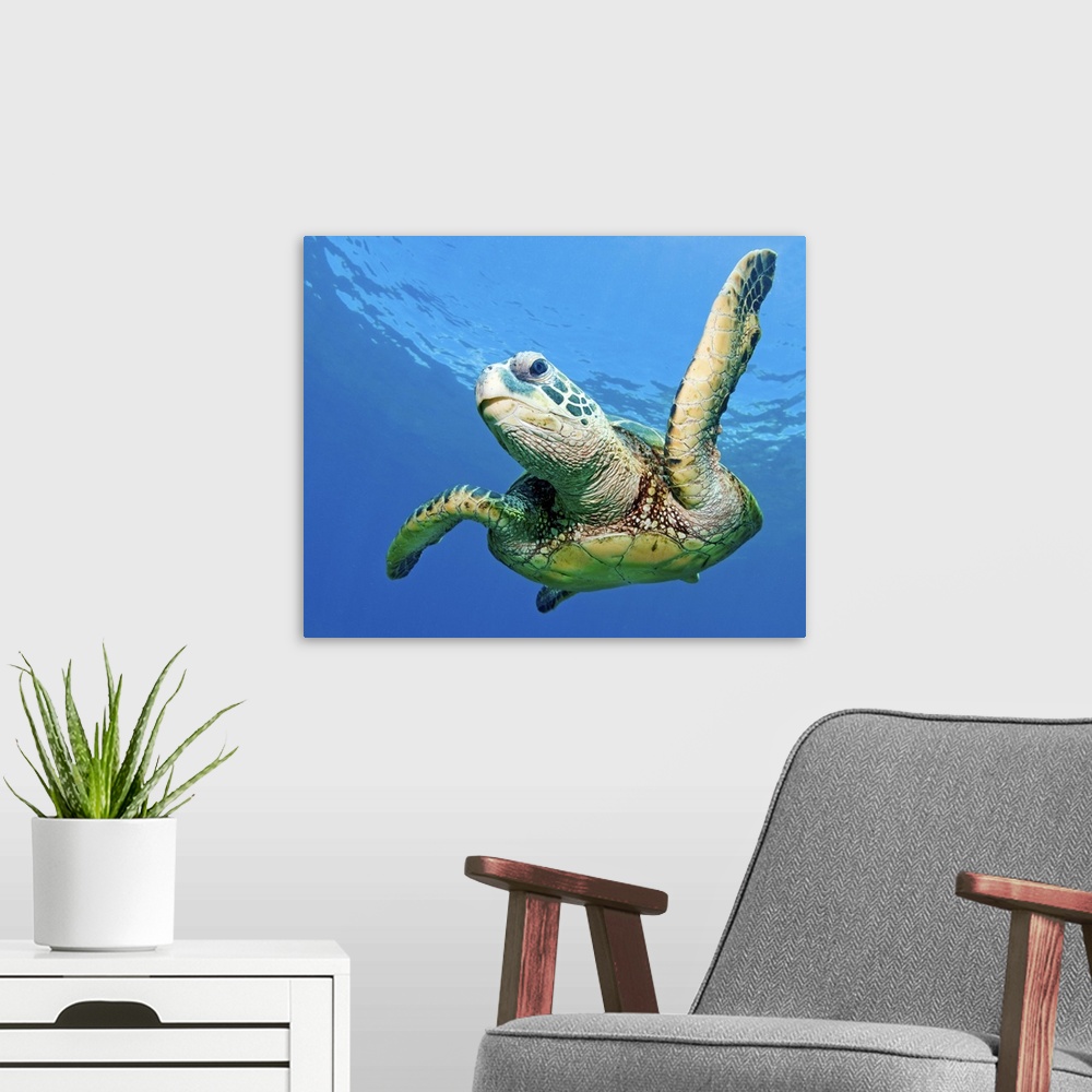 A modern room featuring Hawaiian sea turtle, Maui, Hawaii, US.