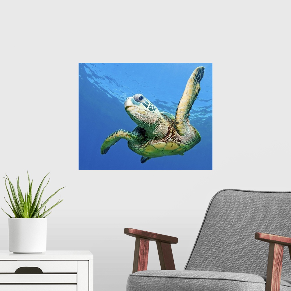 A modern room featuring Hawaiian sea turtle, Maui, Hawaii, US.