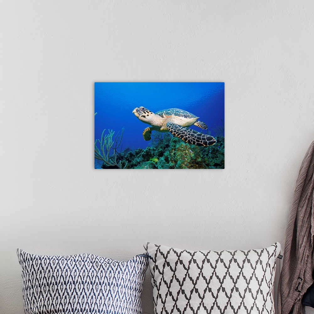 A bohemian room featuring Hawksbill Turtle Swimming Above Reef