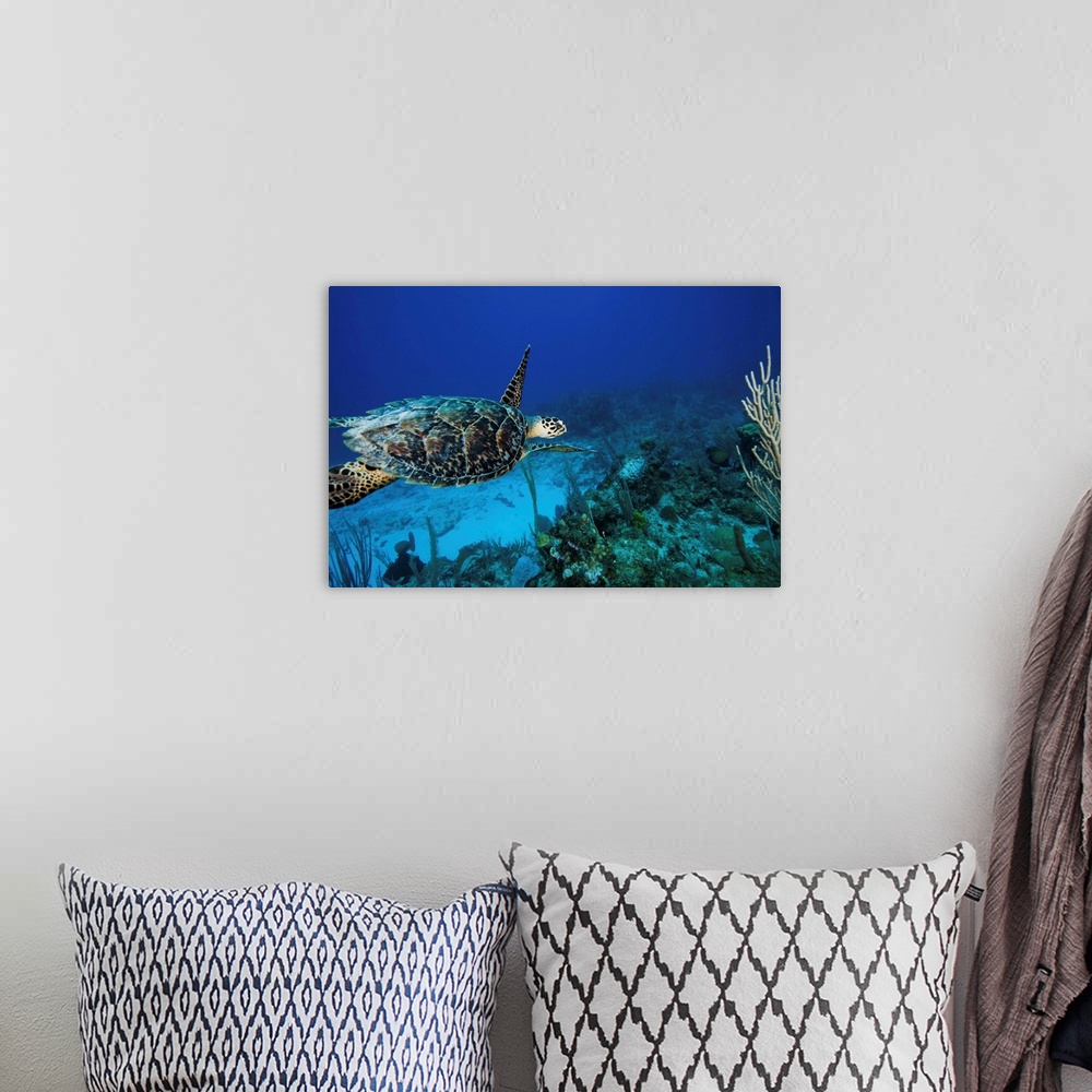 A bohemian room featuring Hawksbill Turtle Swimming Above Reef