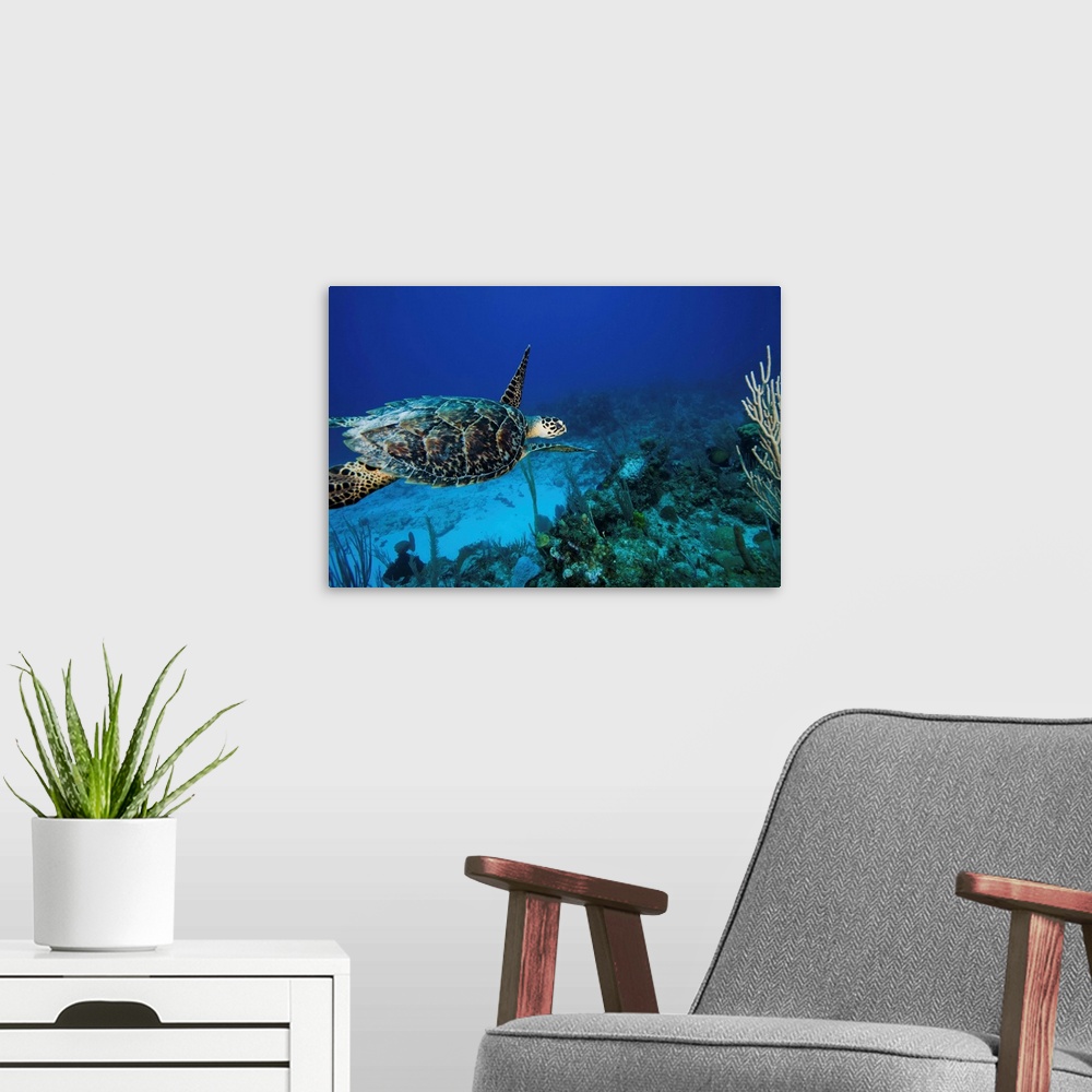 A modern room featuring Hawksbill Turtle Swimming Above Reef
