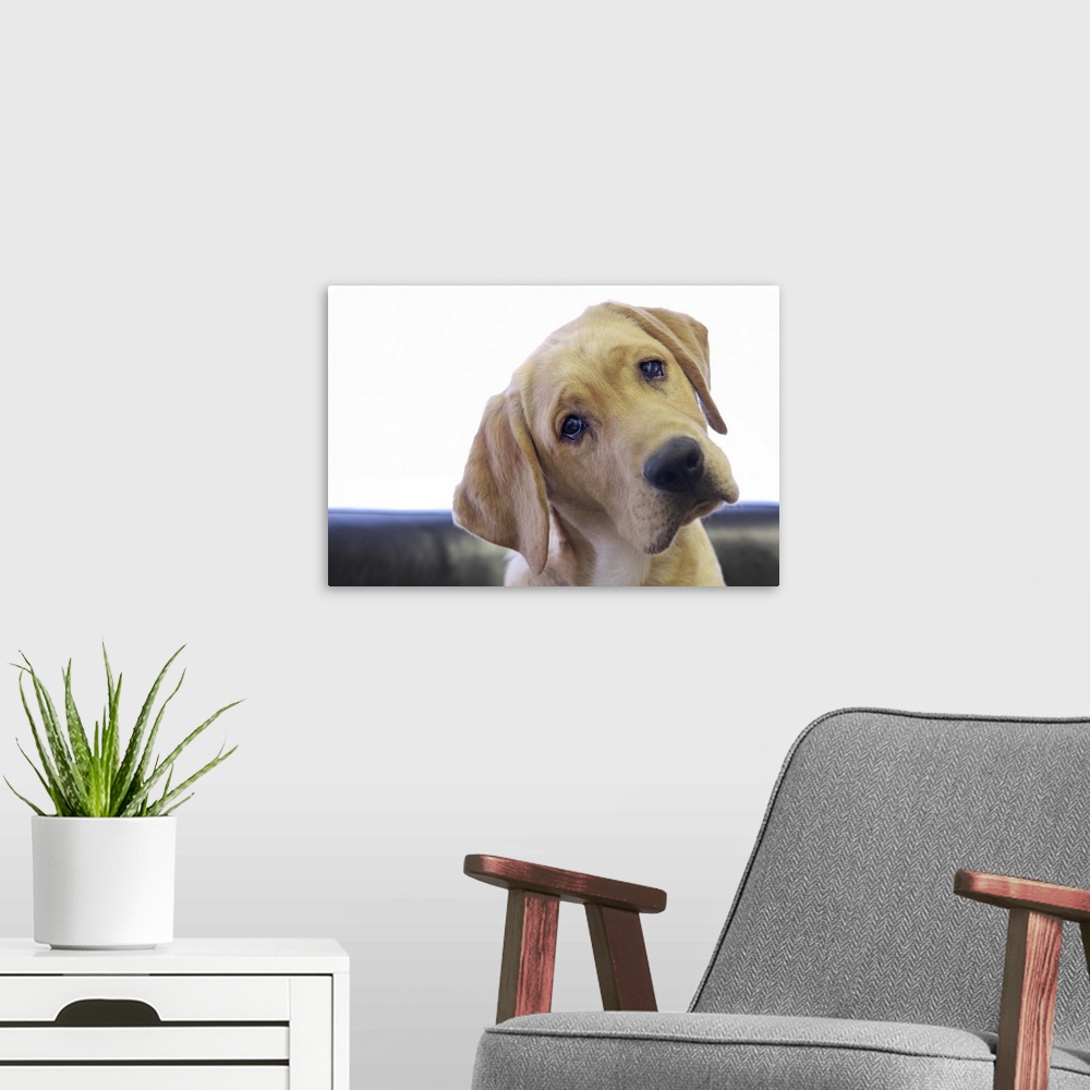 A modern room featuring Head of a labrador retriever puppy with watery  eyes sitting on a leather chair in front of an ov...