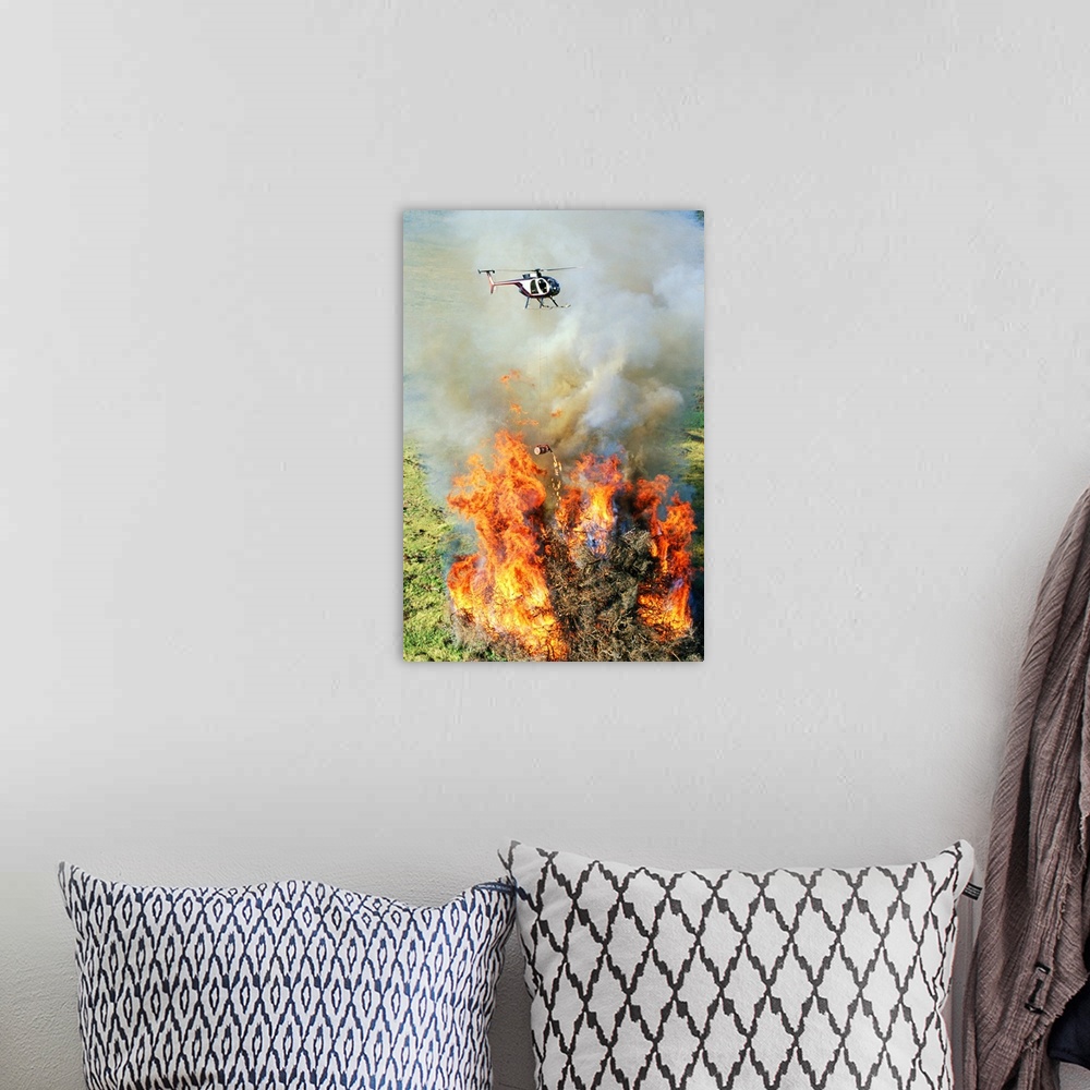 A bohemian room featuring Close-up aerial of Hughes 500D helicopter flying over fire of enormous pile of burning dead tree ...