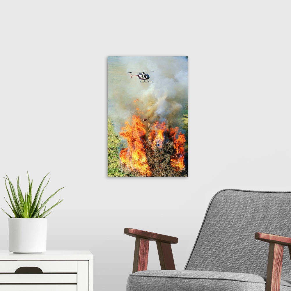 A modern room featuring Close-up aerial of Hughes 500D helicopter flying over fire of enormous pile of burning dead tree ...