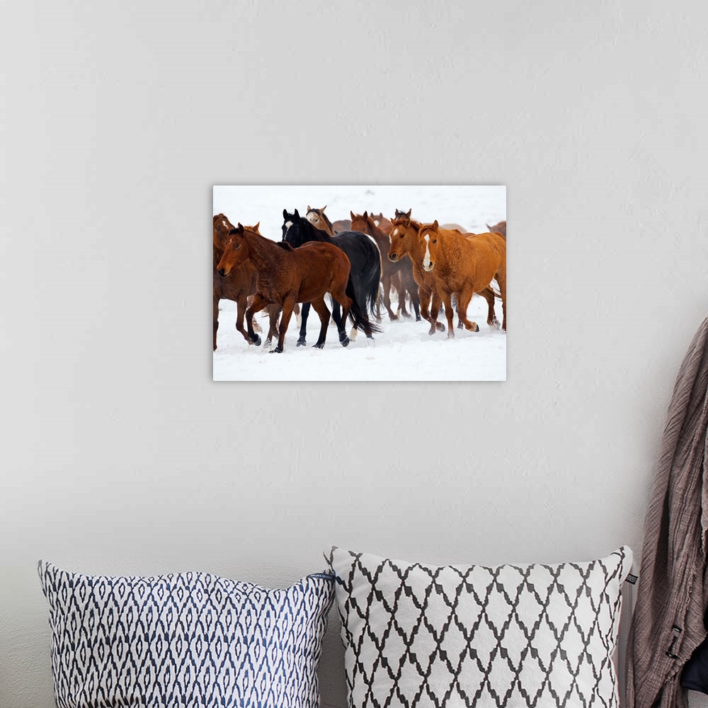 A bohemian room featuring Herd Of American Quarter Horses In Winter