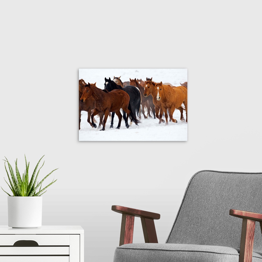 A modern room featuring Herd Of American Quarter Horses In Winter