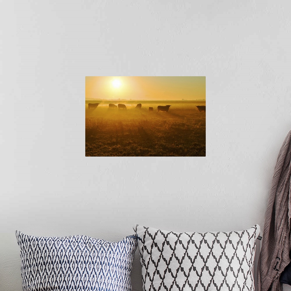 A bohemian room featuring Herd of bull in field at sunset.