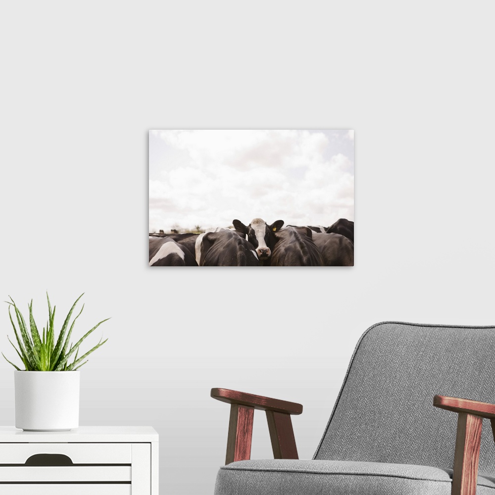 A modern room featuring Herd of cattle and overcast sky