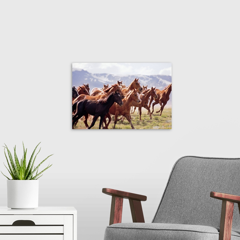 A modern room featuring Landscape photograph on a big canvas of a large herd of horses trotting through a vast field in F...