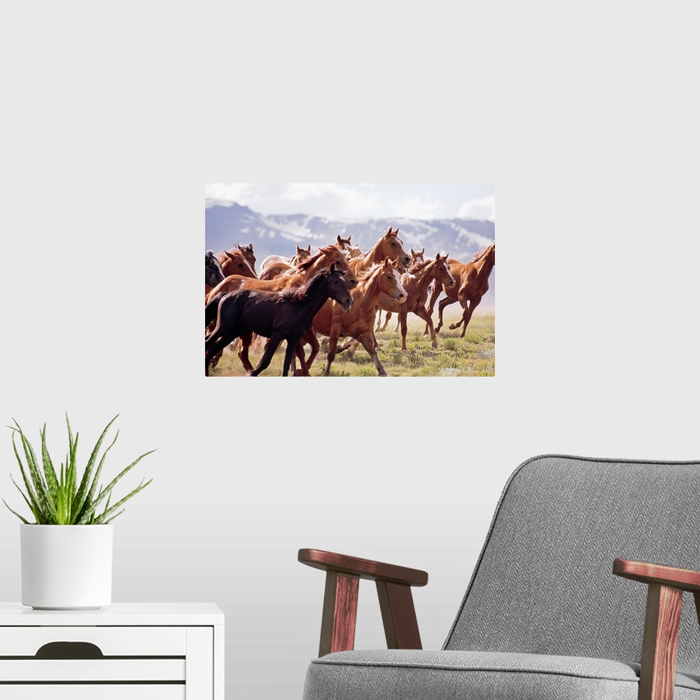 A modern room featuring Landscape photograph on a big canvas of a large herd of horses trotting through a vast field in F...