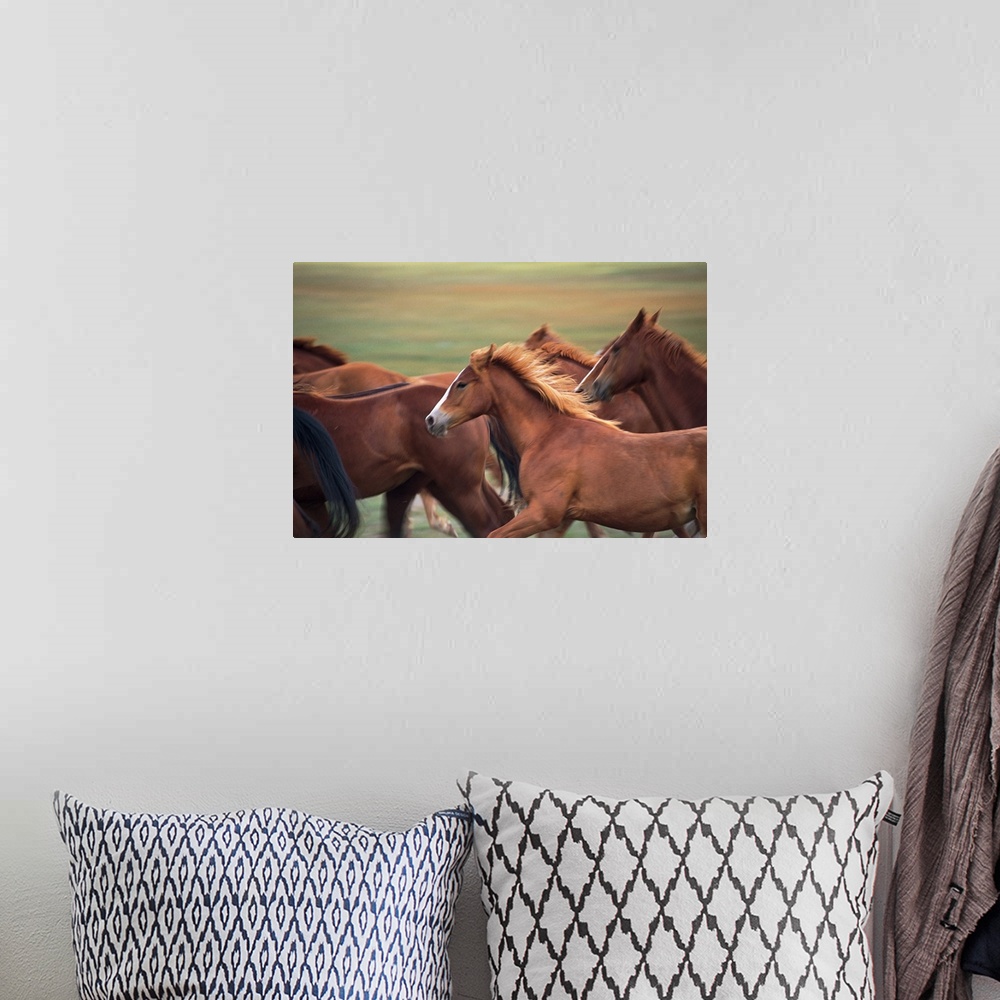 A bohemian room featuring Herd of horses running near Fairplay, Colorado